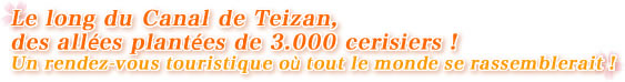 Le long du Canal de Teizan, des allées plantées de 3.000 cerisiers !